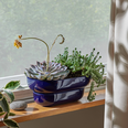 Kukka_windowsill_2_26348.jpg.webp